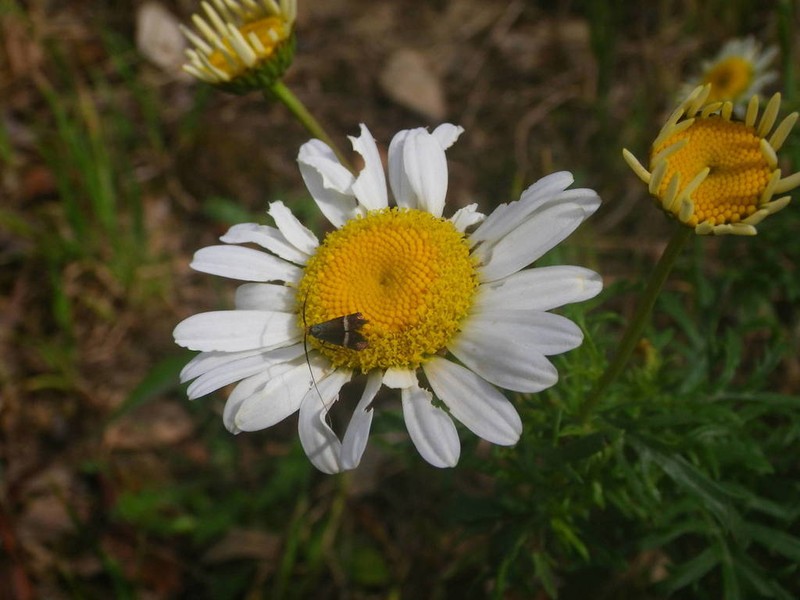Leucanthemum monspeliense photo 4