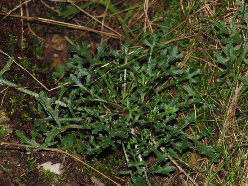 Leucanthemum monspeliense photo 5