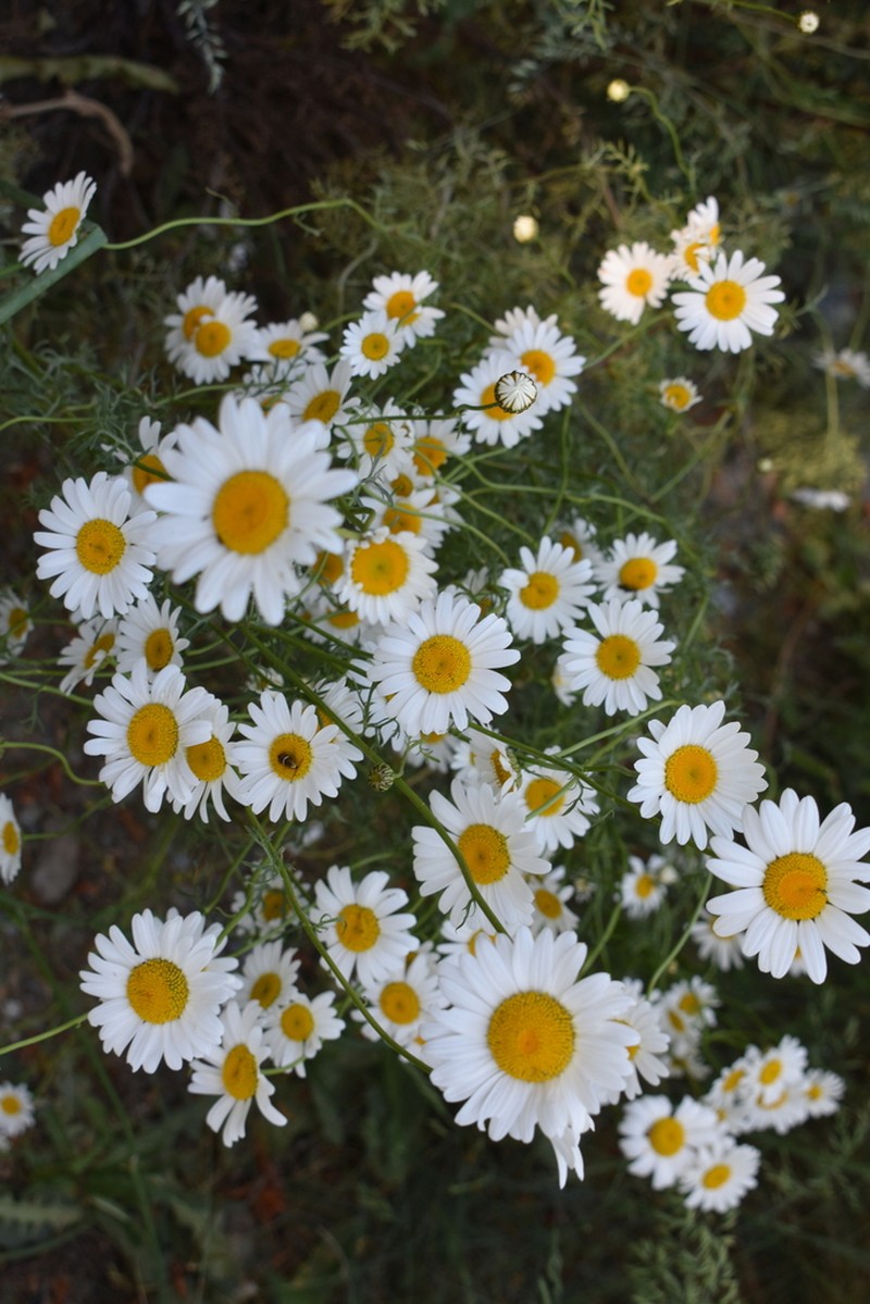 Leucanthemum monspeliense photo 7