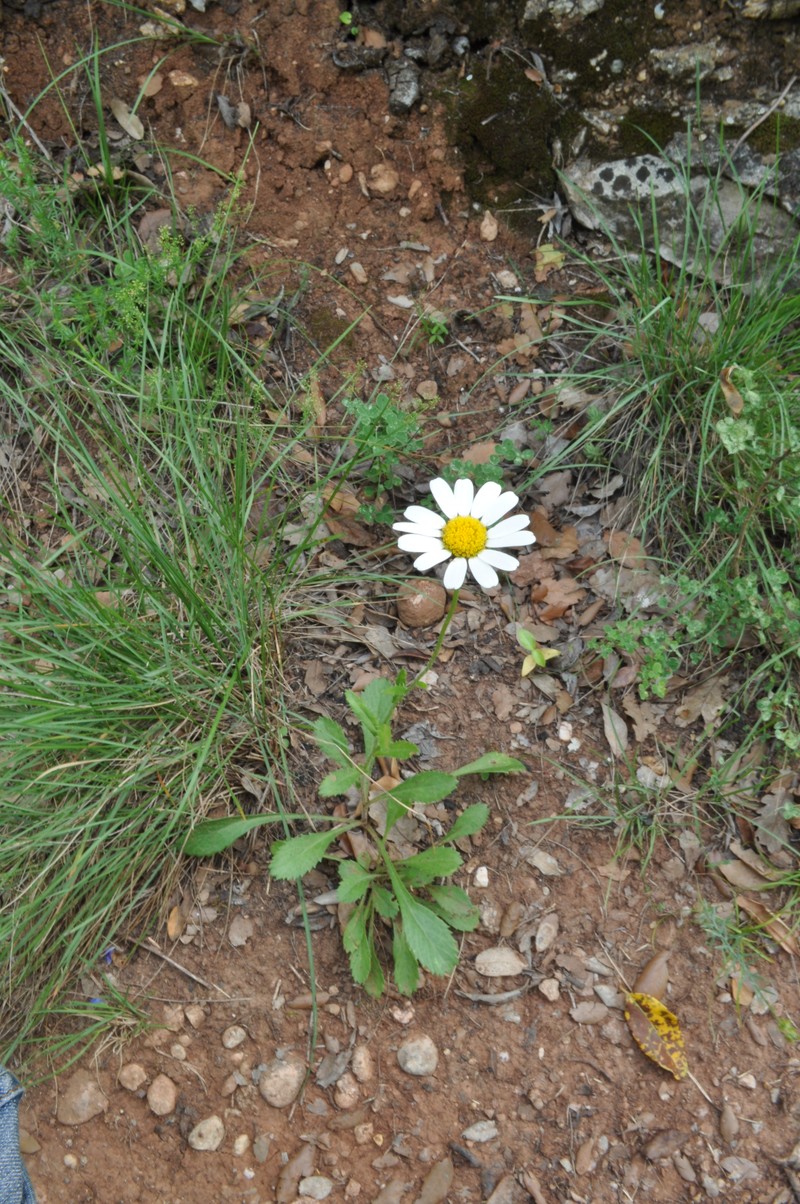 Leucanthemum montserratianum