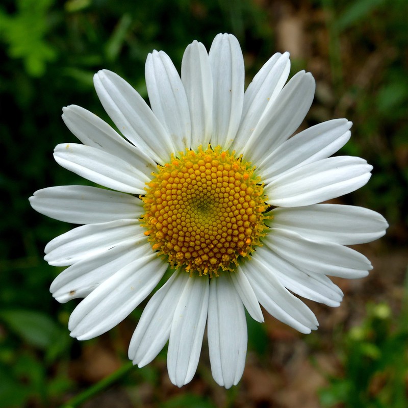 Leucanthemum pachyphyllum photo 2
