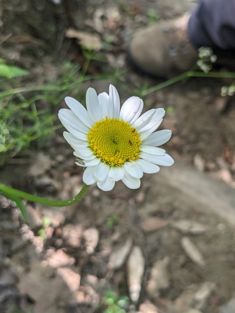 Leucanthemum pachyphyllum photo 3