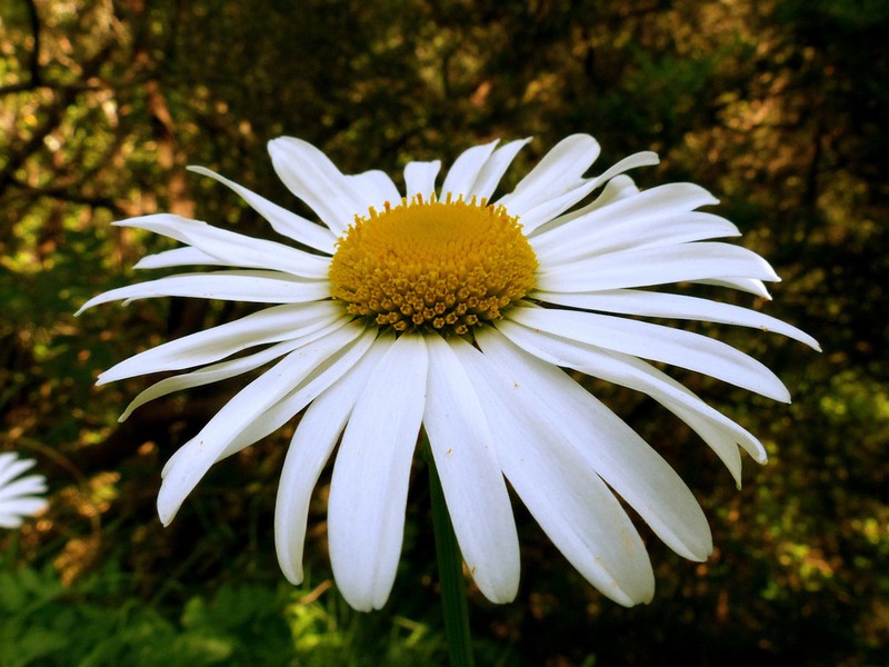 Leucanthemum pachyphyllum photo 4