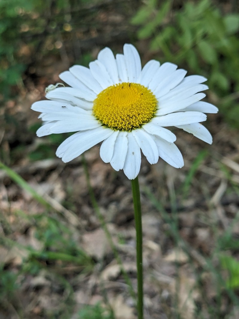 Leucanthemum pachyphyllum photo 5