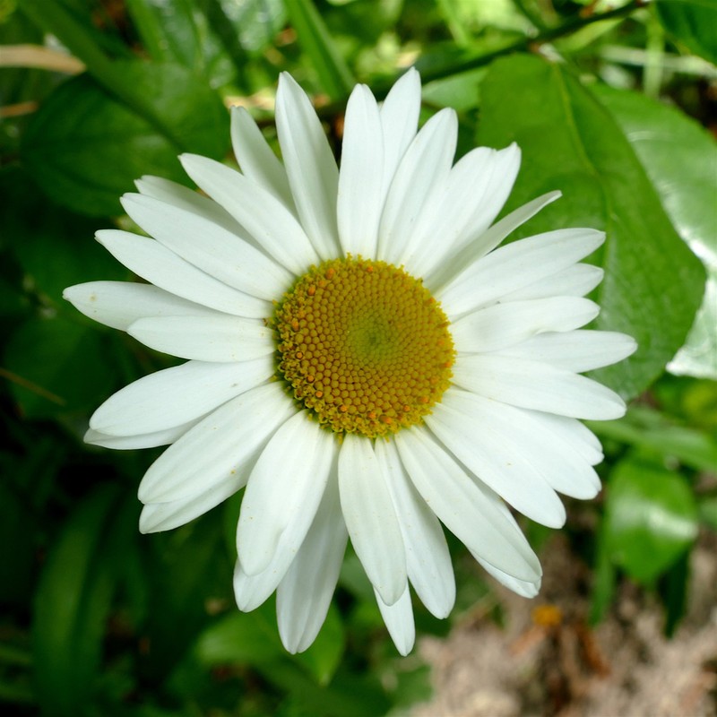 Leucanthemum pachyphyllum photo 6