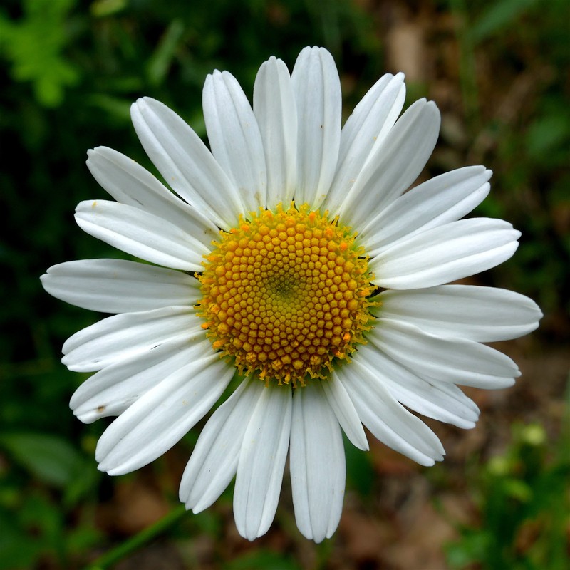 Leucanthemum pachyphyllum photo 7