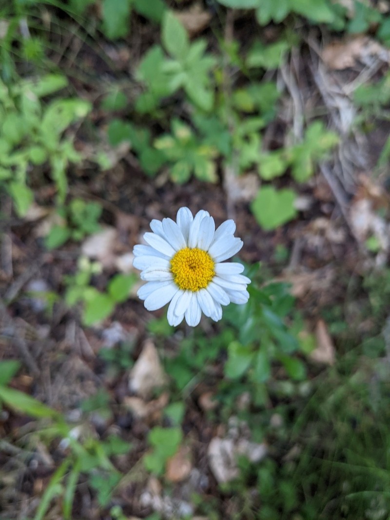 Leucanthemum pallens