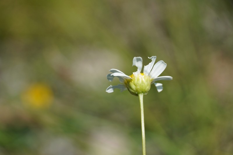 Leucanthemum pallens photo 2