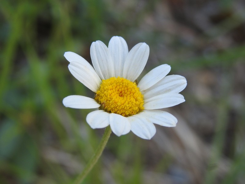 Leucanthemum pallens photo 3