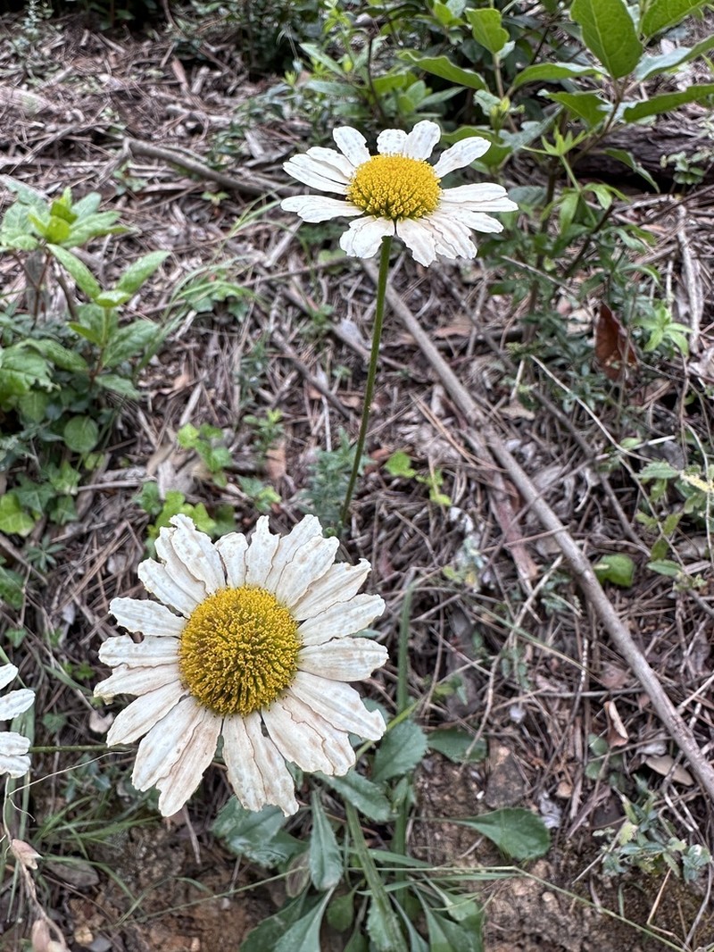Leucanthemum pallens photo 4