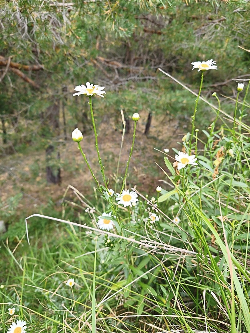 Leucanthemum pallens photo 5