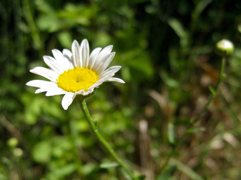 Leucanthemum pallens photo 6