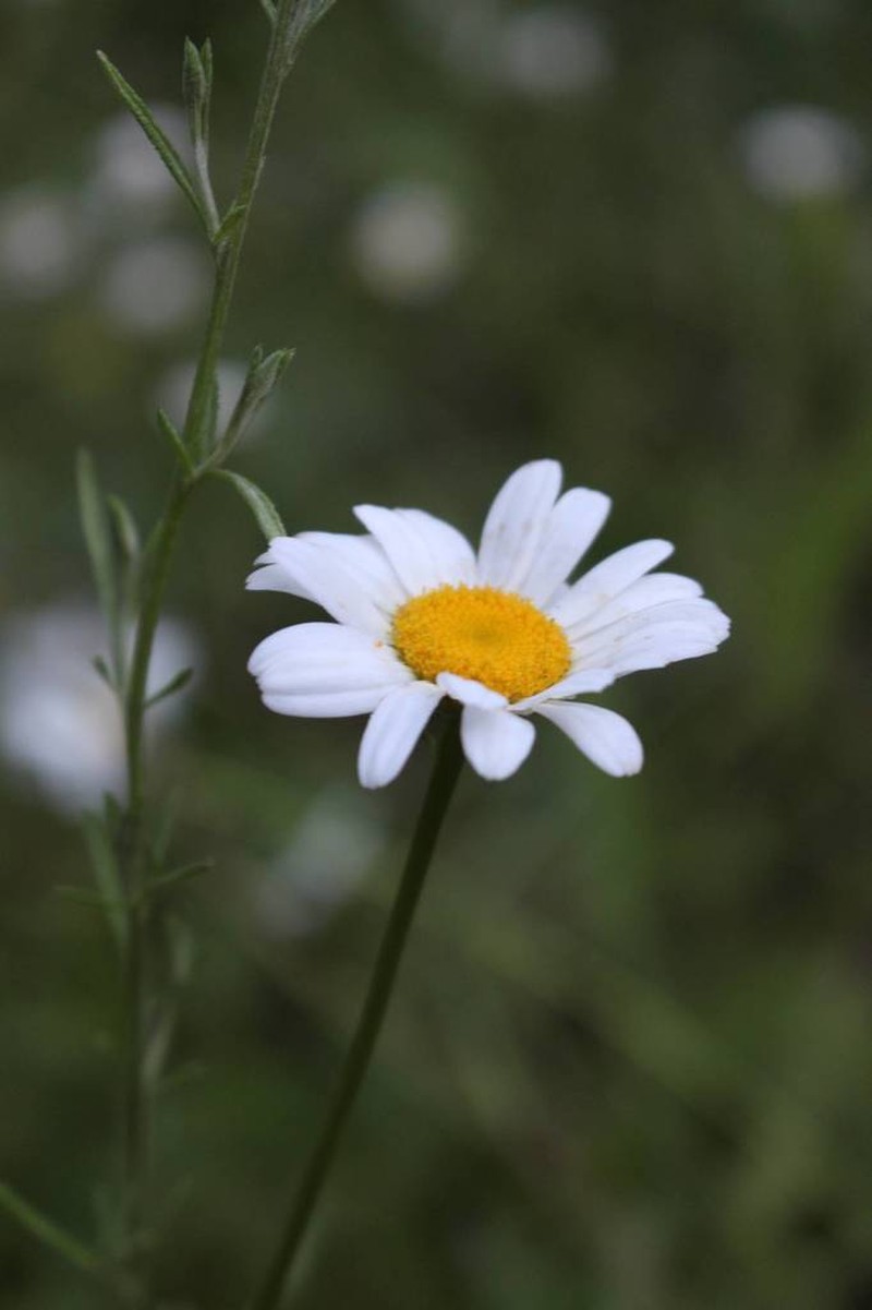 Leucanthemum pallens photo 7