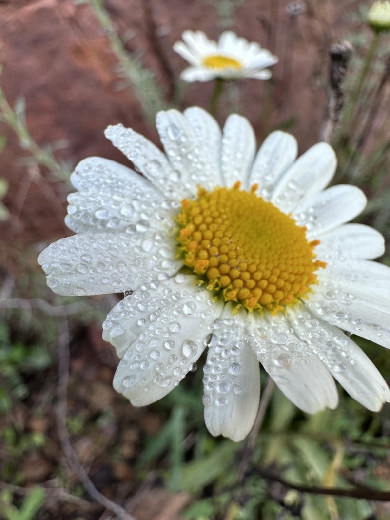 Leucanthemum pallens photo 8