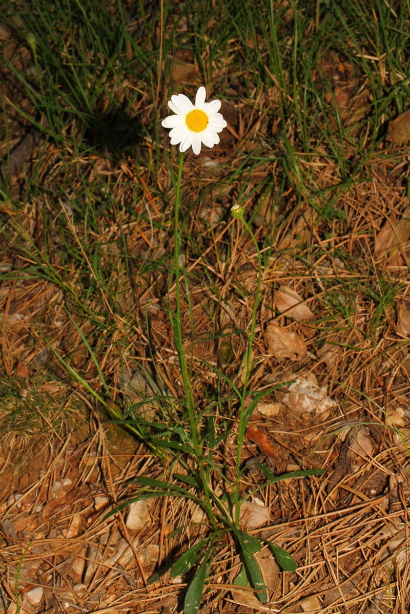 Leucanthemum platylepis