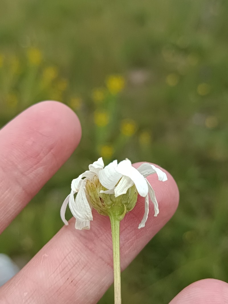 Leucanthemum platylepis photo 2