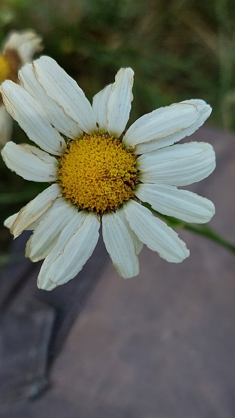 Leucanthemum platylepis photo 3