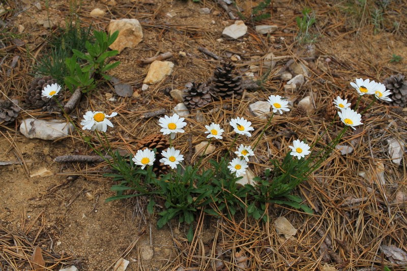 Leucanthemum platylepis photo 4