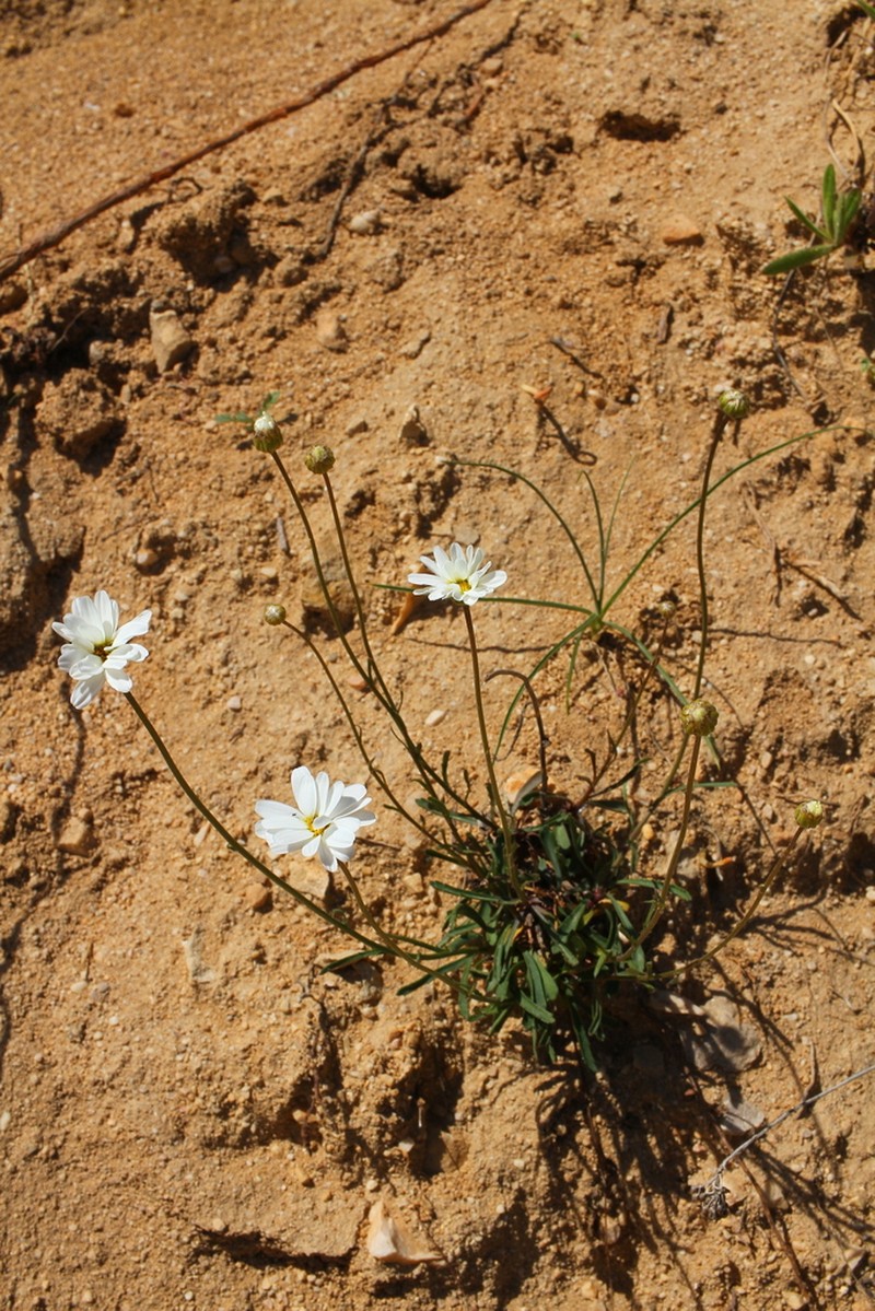 Leucanthemum platylepis photo 5