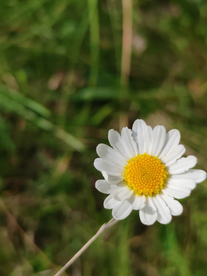 Leucanthemum platylepis photo 6