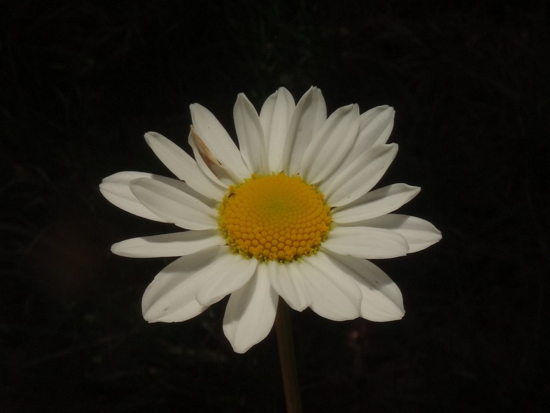Leucanthemum platylepis photo 7