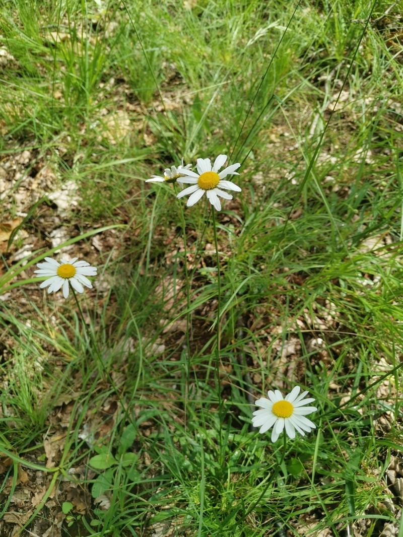 Leucanthemum platylepis photo 8