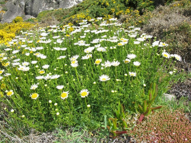 Leucanthemum pluriflorum photo 2