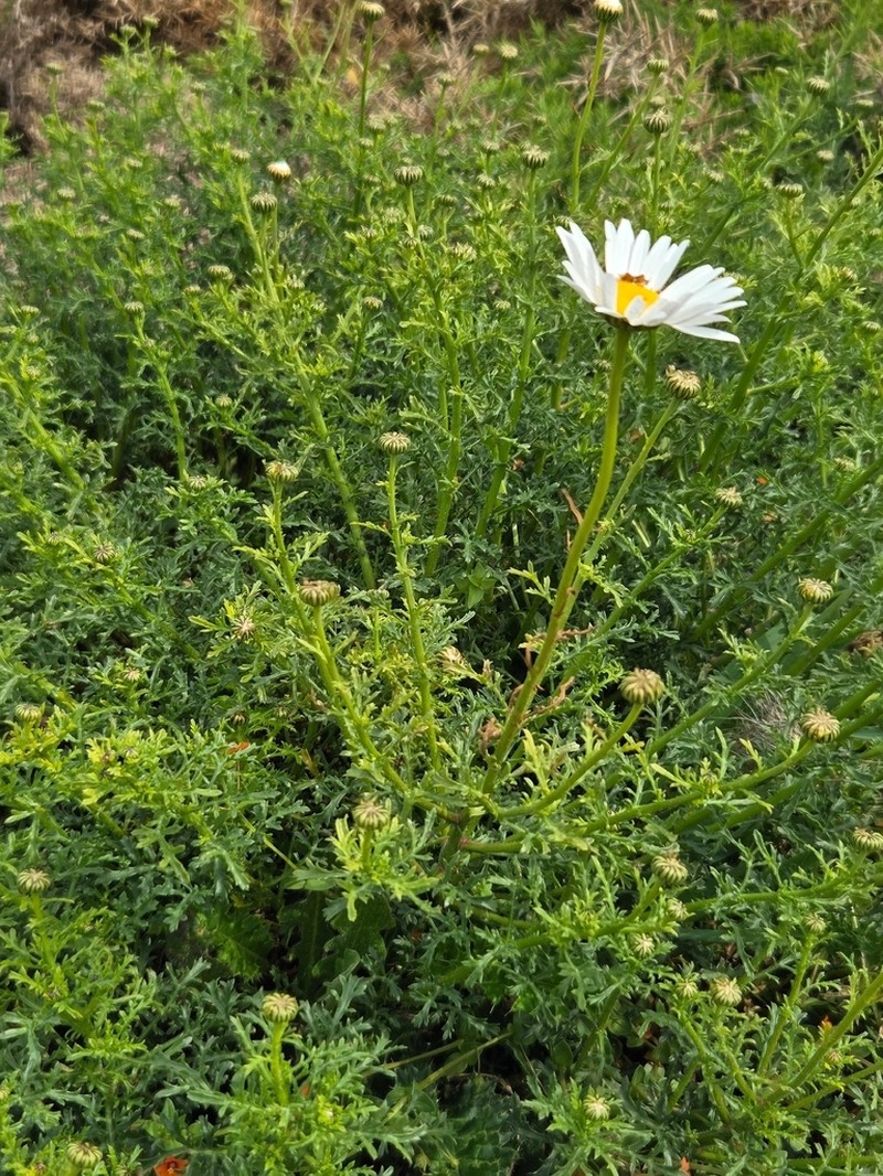 Leucanthemum pluriflorum photo 3