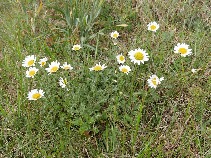 Leucanthemum pluriflorum photo 4