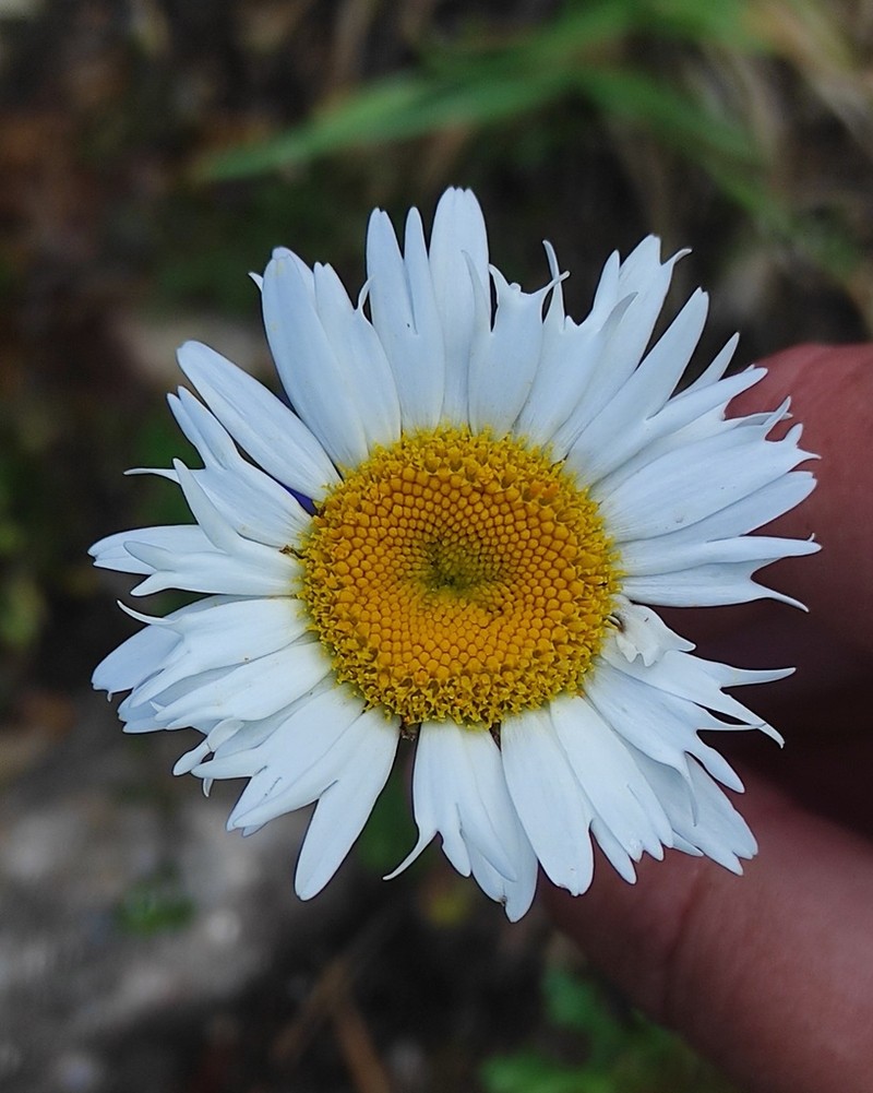 Leucanthemum pluriflorum photo 5