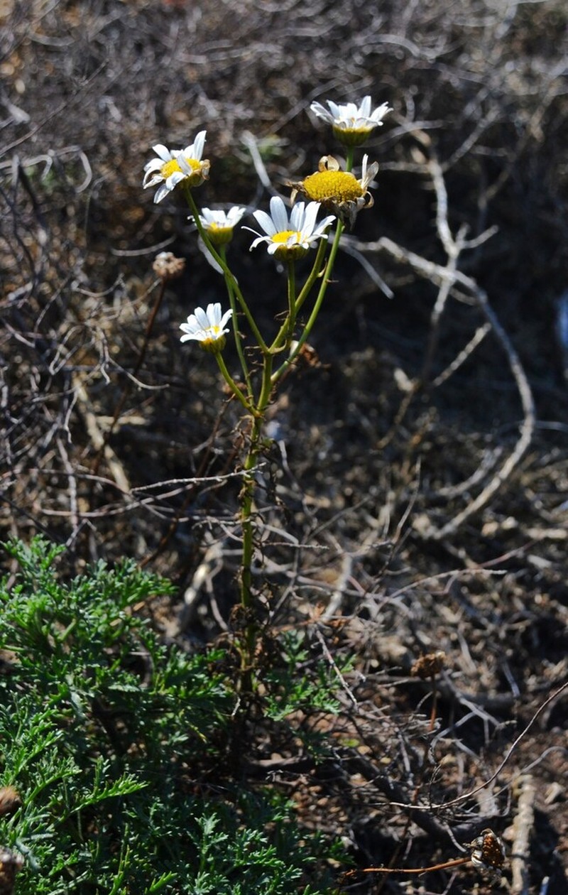 Leucanthemum pluriflorum photo 6