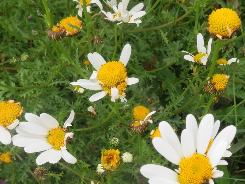 Leucanthemum pluriflorum photo 7
