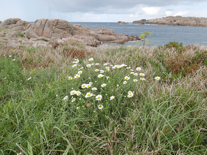 Leucanthemum pluriflorum photo 8