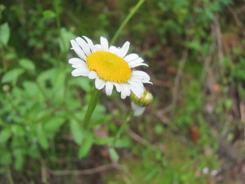 Leucanthemum pseudosylvaticum