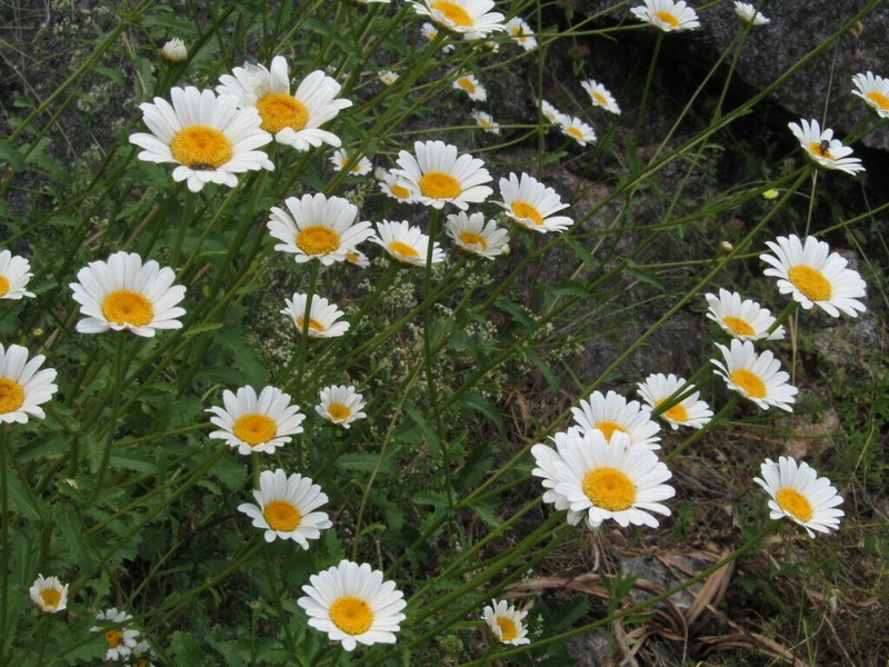 Leucanthemum pseudosylvaticum photo 2
