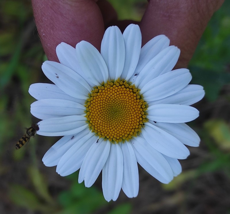 Leucanthemum pseudosylvaticum photo 3