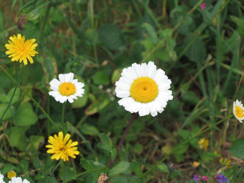 Leucanthemum pseudosylvaticum photo 4