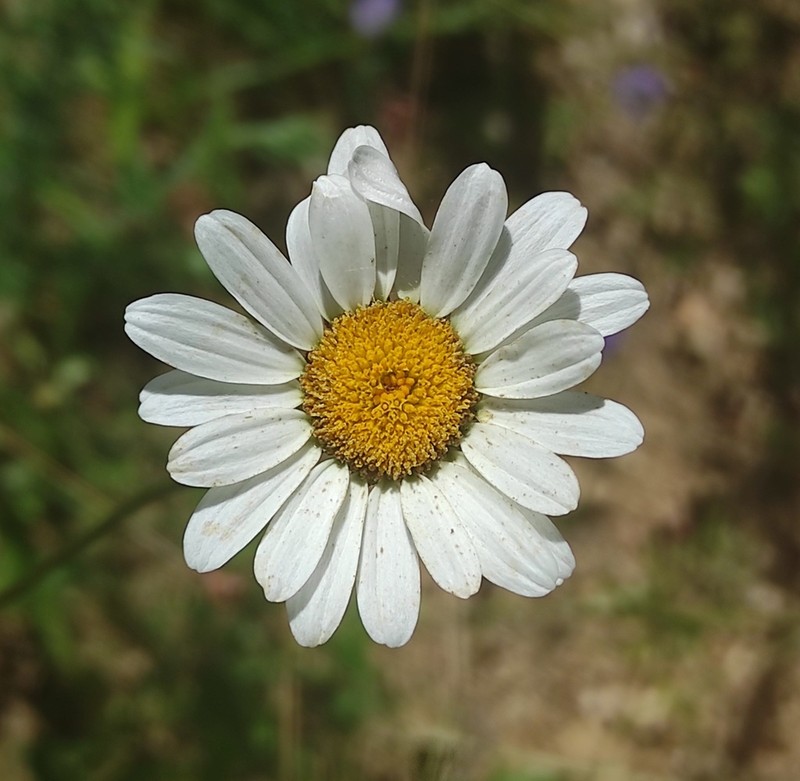 Leucanthemum pseudosylvaticum photo 5