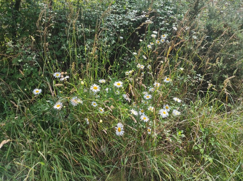 Leucanthemum pseudosylvaticum photo 6