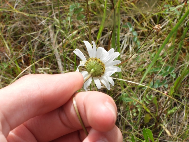 Leucanthemum pseudosylvaticum photo 7