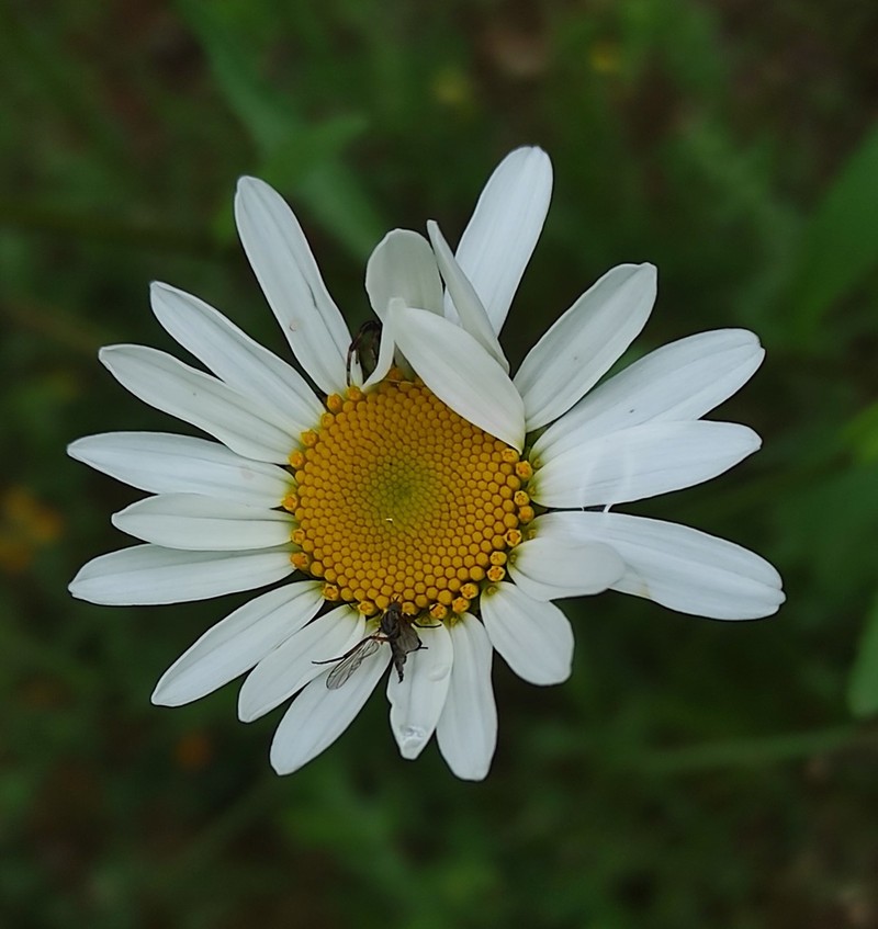 Leucanthemum pseudosylvaticum photo 8