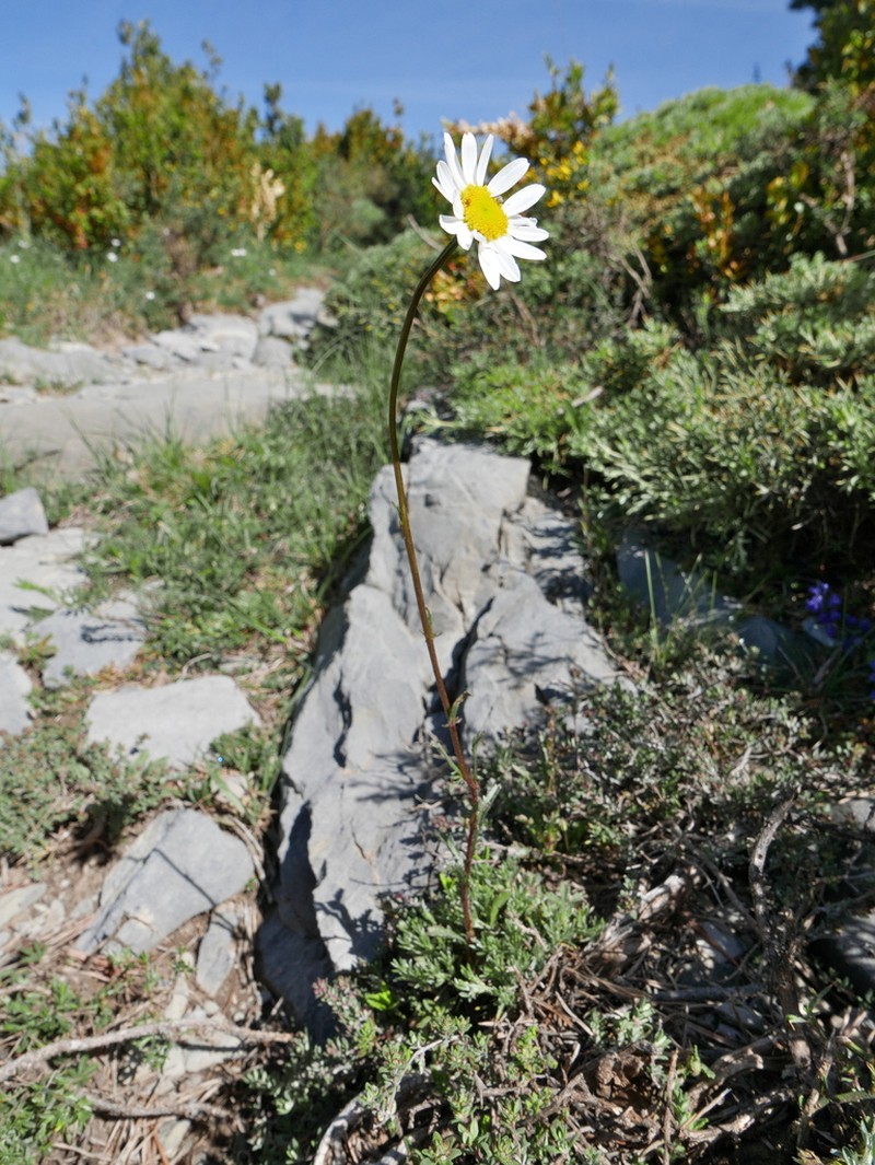 Leucanthemum pyrenaicum