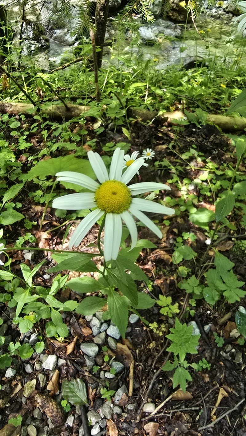 Leucanthemum rotundifolium