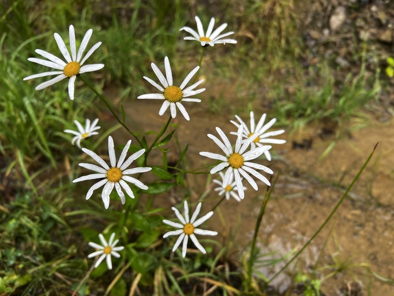 Leucanthemum rotundifolium photo 2