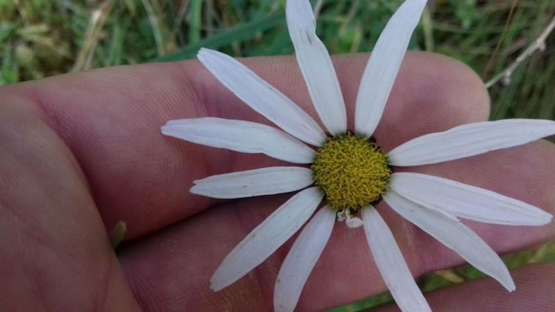 Leucanthemum rotundifolium photo 3