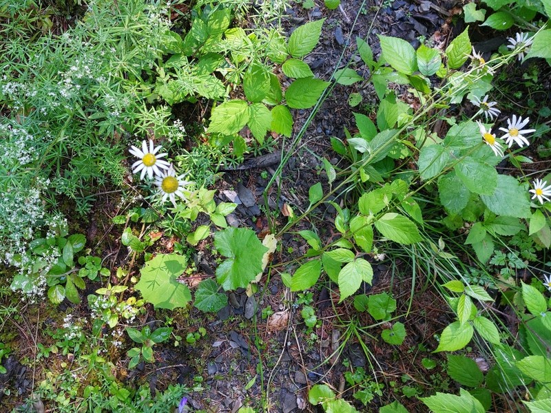 Leucanthemum rotundifolium photo 4