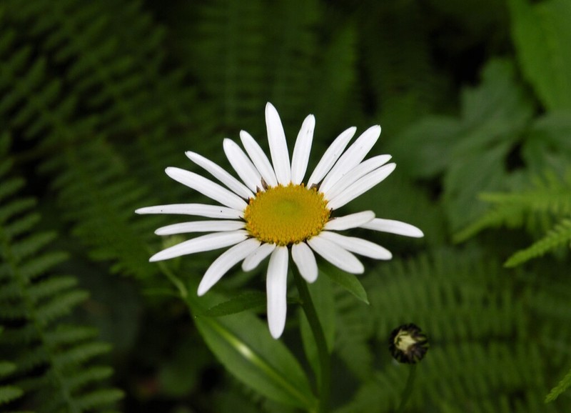 Leucanthemum rotundifolium photo 5