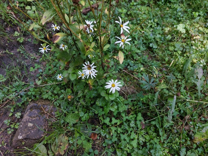 Leucanthemum rotundifolium photo 6