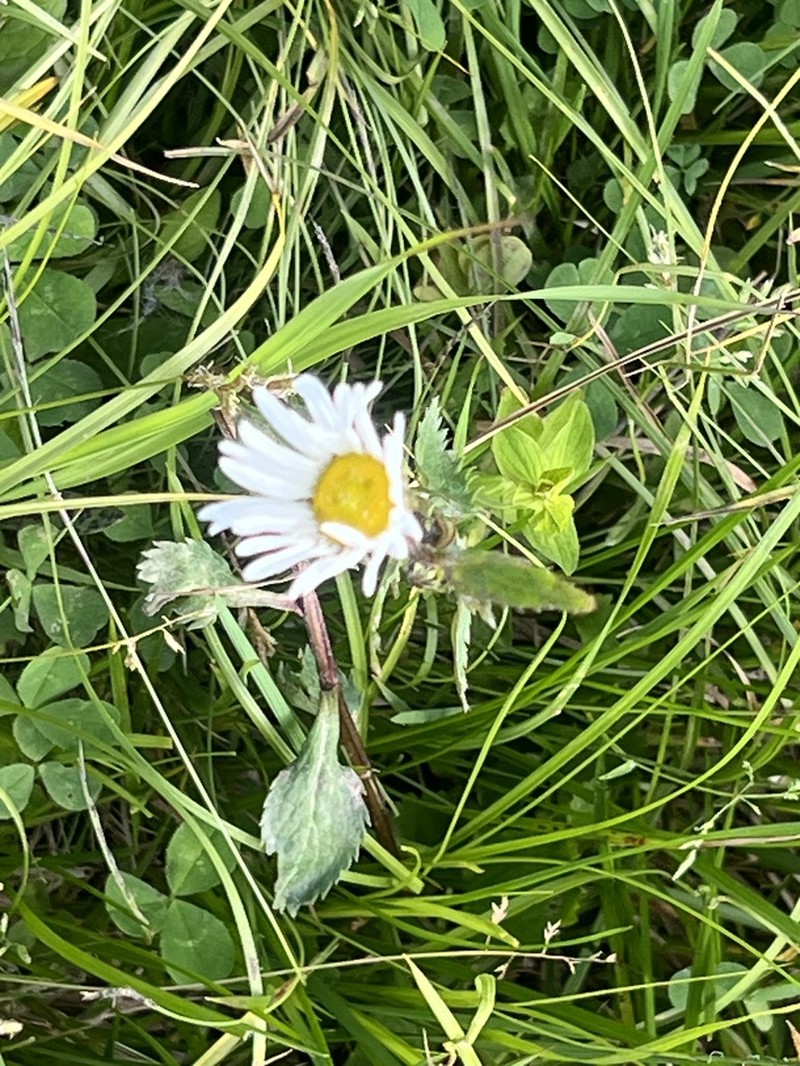 Leucanthemum rotundifolium photo 7