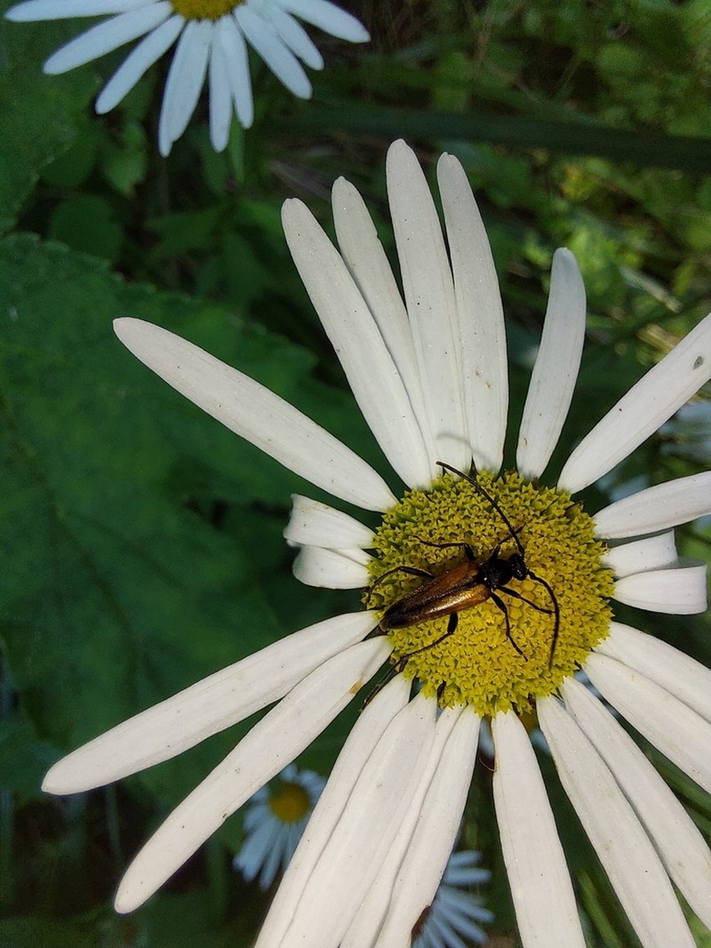 Leucanthemum rotundifolium photo 8